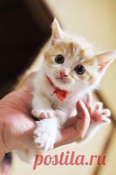 Click the Photo For More Adorable and Cute Cat Videos and Photos #cutecats #cats #kittens #catvideos