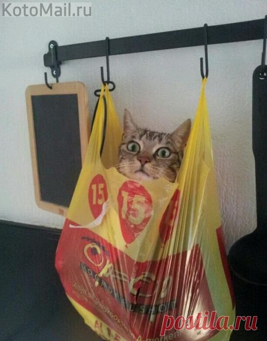 Это не педагогично.... Хочу рыбу помогать чистить...