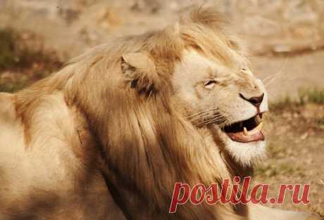 37 фотографий счастливых животных, которые заставят вас улыбнуться