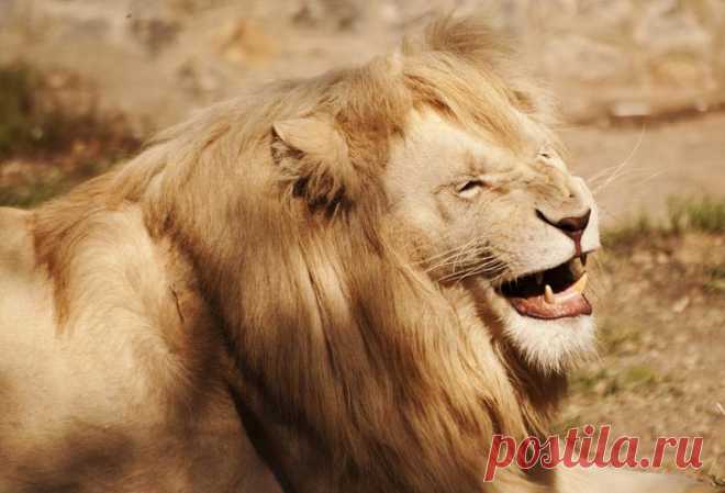 37 фотографий счастливых животных, которые заставят вас улыбнуться