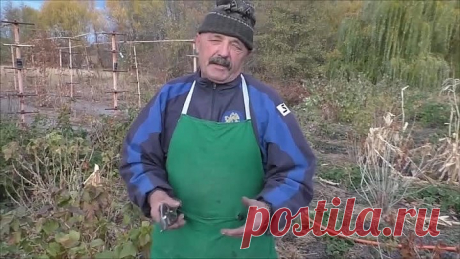 Смородина завалит урожаем! Все тонкости правильной обрезки!