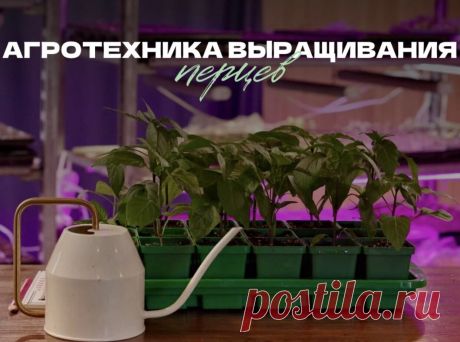 Агротехника выращивания перцев: от посева до высадки рассады