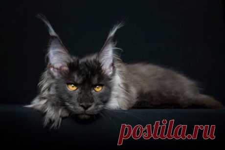 Мейн-кун: самая крупная порода кошек. Вот что вас ждёт, если решитесь