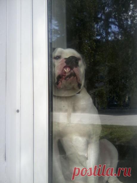 Пёс ждёт своего хозяина в окне 1-го этажа