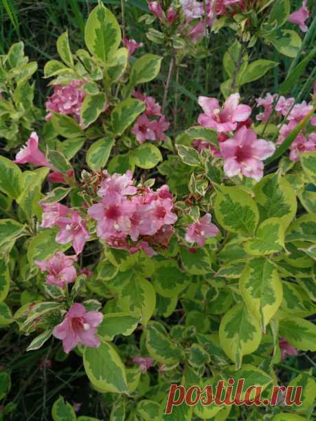 Вейгела цветущая «Волшебная радуга» (Weigela florida «Magical Rainbow»)