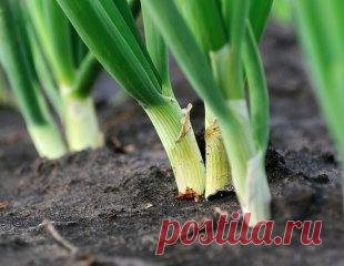 Из дневника дачницы: как я ухаживаю за луком Как вырастить крупным лук. А ещё чтобы и хранился долго! Я еще не ахти какой огородник. Но вот лук у меня растет просто замечательно. А ухаживать за ним научила одна соседка по даче: все завидуют ее урожаям! Вот и я хочу рассказать Вам, как это делается. Так сказать, пустить секреты соседки в массы. Посадка лука-севка Секрет первый Лук не любит глинистой почвы, если у вас таковая, нужно на грядку обязательно насыпать песка, торфа, все перемешать. А ещ