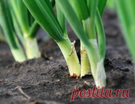 Из дневника дачницы: как я ухаживаю за луком Как вырастить крупным лук. А ещё чтобы и хранился долго! Я еще не ахти какой огородник. Но вот лук у меня растет просто замечательно. А ухаживать за ним научила одна соседка по даче: все завидуют ее урожаям! Вот и я хочу рассказать Вам, как это делается. Так сказать, пустить секреты соседки в массы. Посадка лука-севка Секрет первый Лук не любит глинистой почвы, если у вас таковая, нужно на грядку обязательно насыпать песка, торфа, все перемешать. А ещ