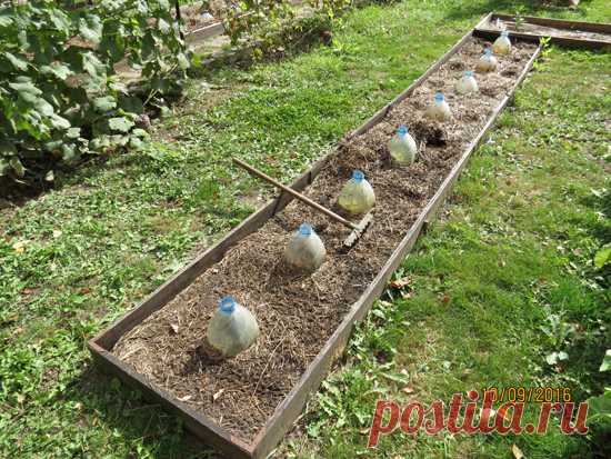 Простое и эффективное мульчирование делянок в открытом грунте и теплице! | Дача 21 Века!