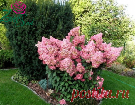 Гортензия метельчатая Ванилла Фрейз (Vanilla Fraise)