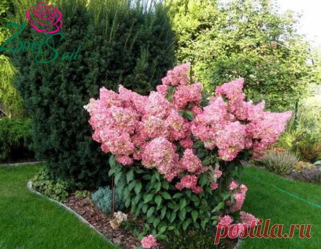 Гортензия метельчатая Ванилла Фрейз (Vanilla Fraise)