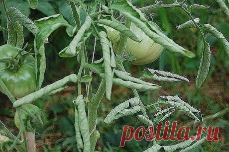 ЕСЛИ ЛИСТЬЯ НА ПОМИДОРАХ НАЧАЛИ СКРУЧИВАТЬСЯ 
Сохраните к себе на стену, чтобы не потерять! 
 
Причин сворачивания листьев у томатов очень много. Но по характеру скручивания можно точно угадать, чем мы не угодили высаженной рассаде. 
 
Крутятся кверху «лодочкой» 
 
Тут всего два виновника: 
 
1. Картофельная тля, которая сидит на стеблях и, несмотря на мелкие размеры, скручивает листву кверху. Справиться с ней сложности не составит – опрыскайте помидоры любым препаратом от...