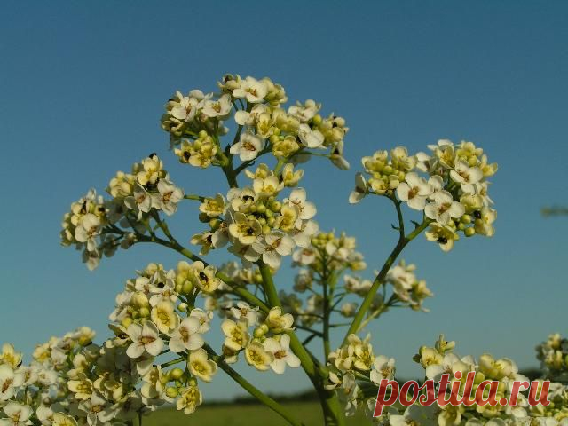    Катран татарский | molbiol.ru   