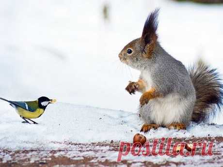 www_animaljpg_ru-533.jpg (Изображение JPEG, 1024 × 768 пикселов) - Масштабированное (60%)