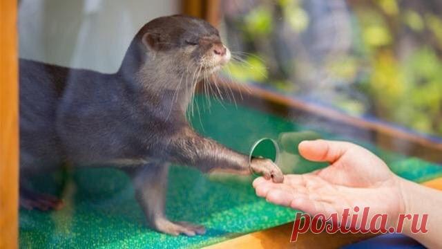 Веселые фотографии для хорошего настроения!