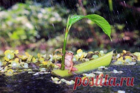 Лягушка путешественница