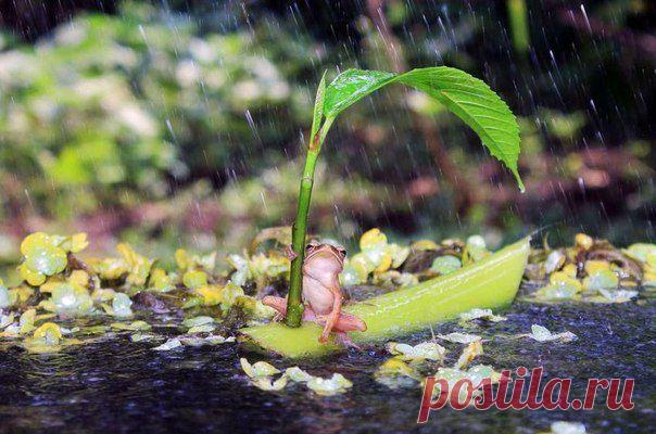 Лягушка путешественница