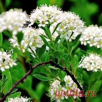 Садовый дизайн: 111. Размножение кустарников отводками | Садовый дизайн | Сад | Garden Star - информационный портал