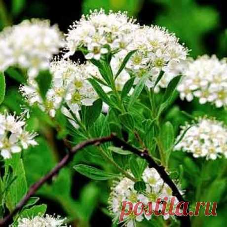 Садовый дизайн: 111. Размножение кустарников отводками | Садовый дизайн | Сад | Garden Star - информационный портал