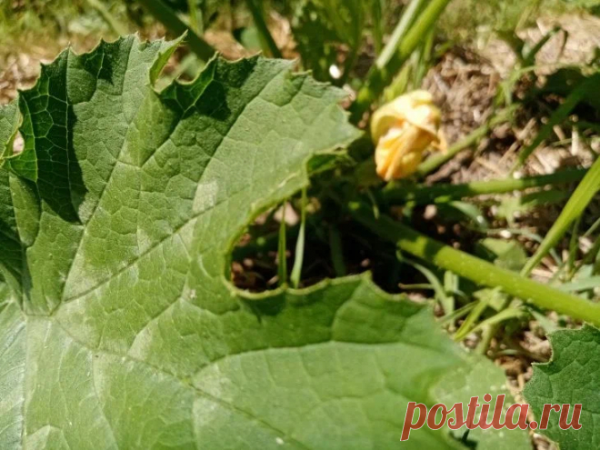 Слизни не пройдут! Главные промахи, которые допускают почти все дачники в войне с вредителями. Не все методы борьбы со слизнями одинаково полезны. Некоторые могут навредить больше, чем сами вредители.