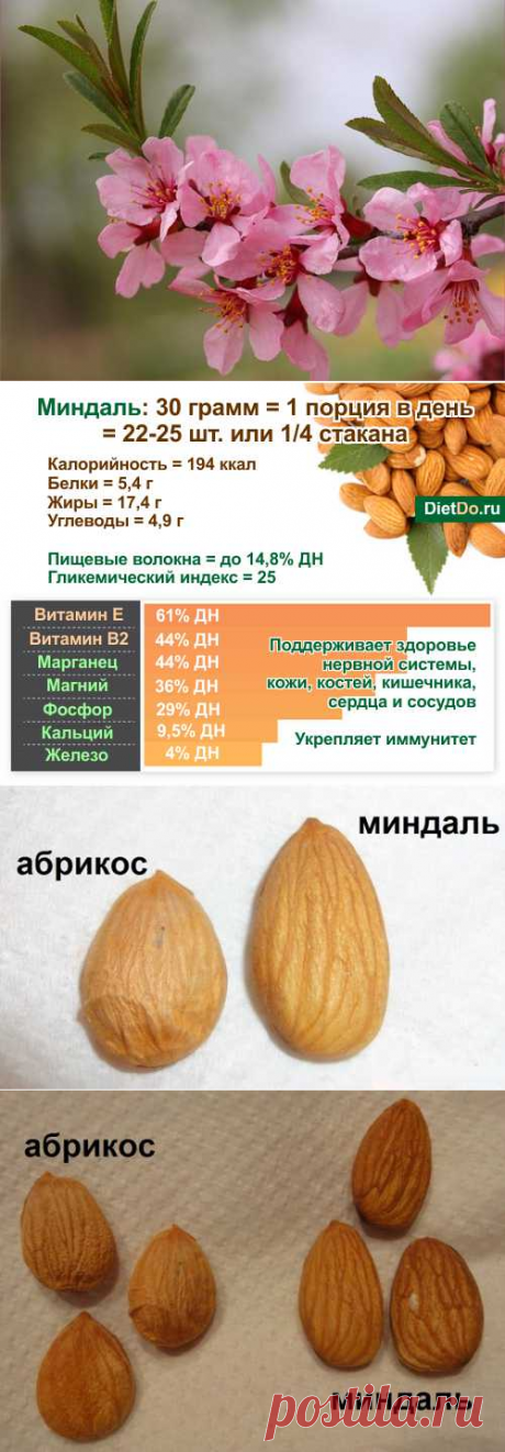 Миндаль — польза и вред для организма, сколько нужно есть в день и как правильно это делать. Грамотные обзоры пользы и вреда продуктов от DietDo.ru!