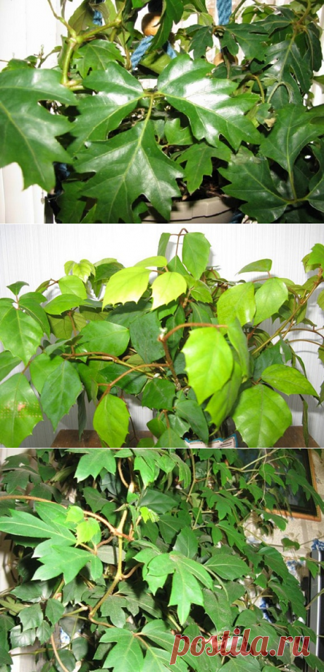 Роициссус уход в домашних условиях