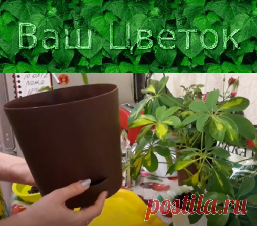 Шеффлера – пересадка, выбор грунта, горшка, в домашних условиях, когда пересаживать, после покупки