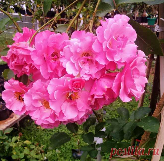 Rosa Trepadeira cor Rosa  Essa Rosa Trepadeira produz belas flores cor-de-rosa intenso de tamanho GRANDE! Rosas trepadeiras são hibridas que foram desenvolvidas para função de trepadeira. Os galhos são mais flexíveis, mas as características da flor (beleza e perfume) se mantém. Seus ramos chegam a atingir mais de 6m de comprimento e ficam repletos de rosas. Florescem diversas vezes na primavera, verão e outono, dando um intervalo no inverno. Os ramos podem ser conduzidos, ...