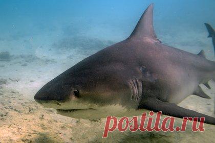 Акула растерзала снимавшую дельфинов девушку