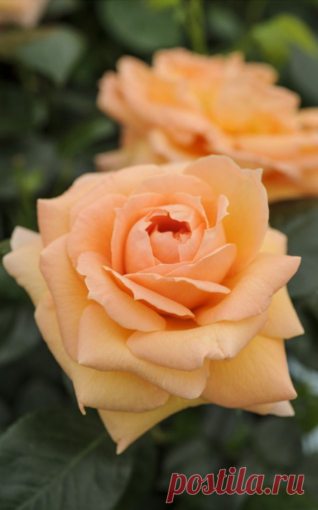 ~'Lady Marmalade' is a floribunda rose with a spicy scent that will flower in flushes from summer to autumn. Photo by Jason Ingram  |  Pinterest: инструмент для поиска и хранения интересных идей