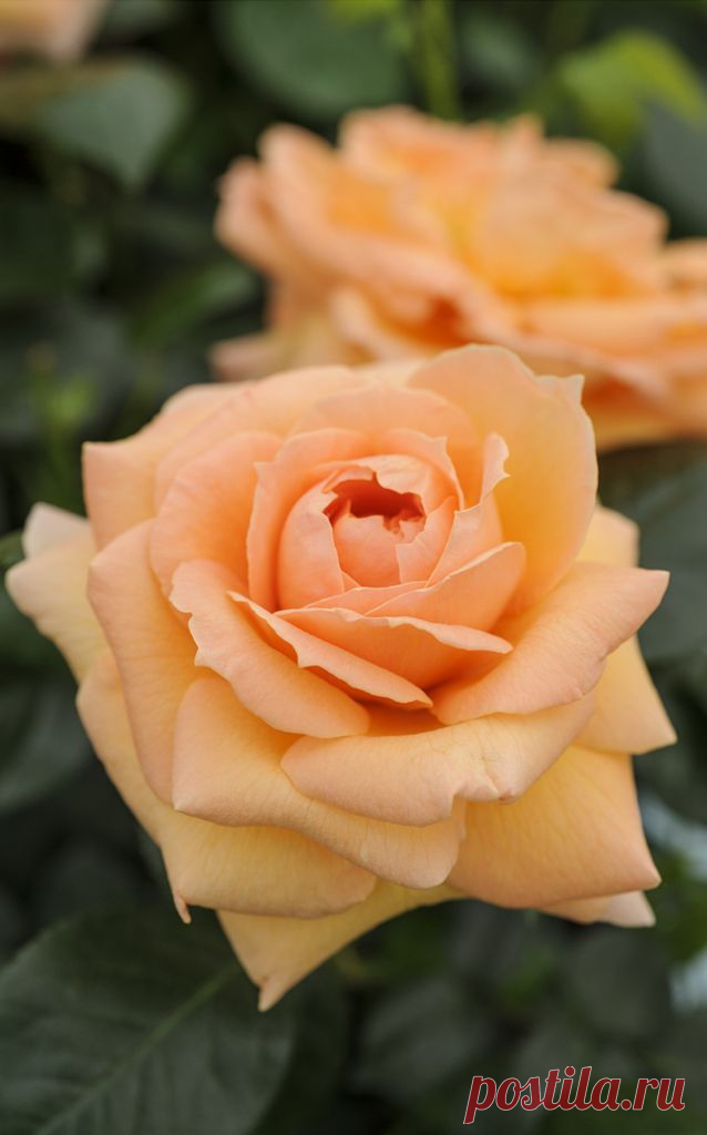 ~'Lady Marmalade' is a floribunda rose with a spicy scent that will flower in flushes from summer to autumn. Photo by Jason Ingram  |  Pinterest: инструмент для поиска и хранения интересных идей