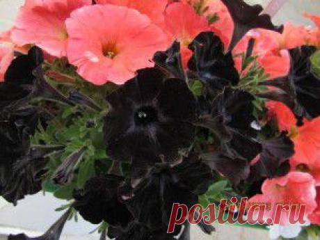 Пряные растения в саду и на столе.