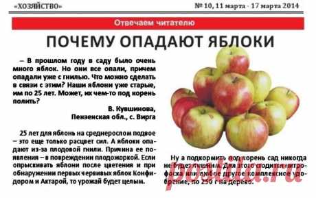 Почему опадают яблоки