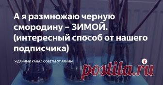А я размножаю черную смородину – ЗИМОЙ. (интересный способ от нашего подписчика) Как зимой размножить черную смородину