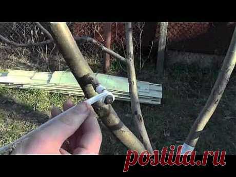 окулировка яблони - YouTube