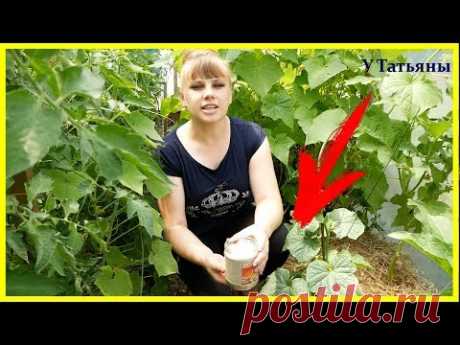 Делайте ЭТО с ОГУРЦАМИ ВСЕГДА для БОЛЬШОГО УРОЖАЯ!!!