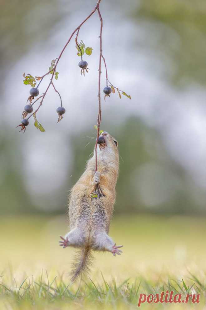 Финалисты конкурса Comedy Wildlife Photography Awards 2016 / Питомцы
