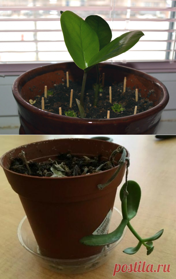 Толковый цветовод знает, для чего втыкать спички в горшки с растениями