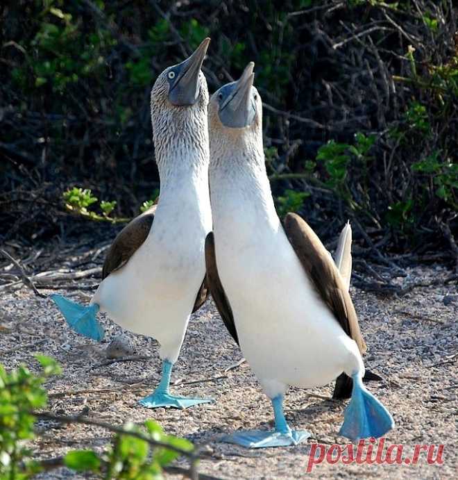 Необычная птица голубоногая олуша