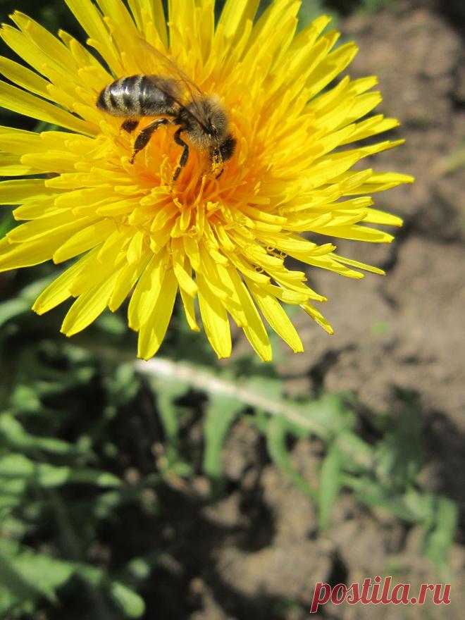 За нектаром!