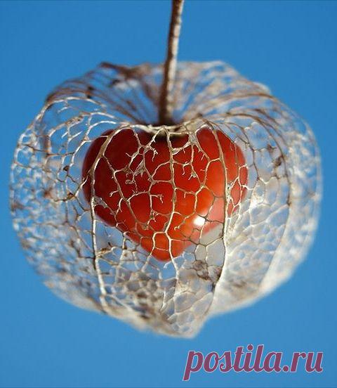 Пин на доске яФИЗАЛИС