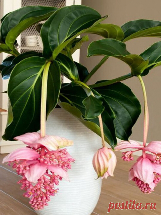 100 Цветочные семена бонсай