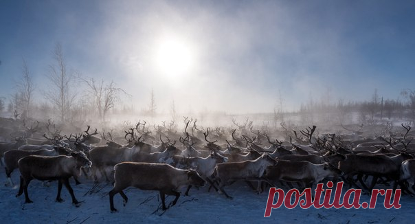 Северные олени. Пуровский район, Ямало-Ненецкий автономный округ. Автор фото – Андрей Снегирев: