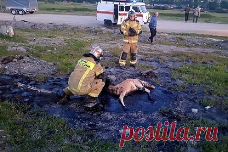 На Алтае сотрудники МЧС спасли жеребенка из битумной ямы