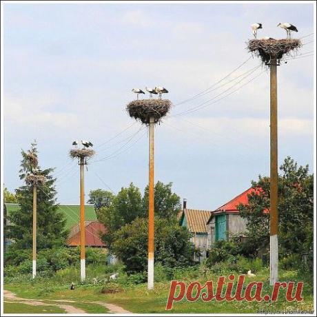 Нина Кошелева
Россия, г. Бийск (Алтайский край)