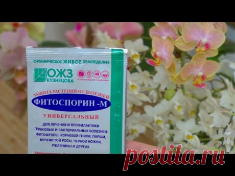 ОТ ФИТОСПОРИНА орхидеи КАЙФУЮТ! орхидеи под ФИТОСПОРИНОМ рвутся врост! орхидеи НЕ УЗНАТЬ ОТ ПОЛЬЗЫ!