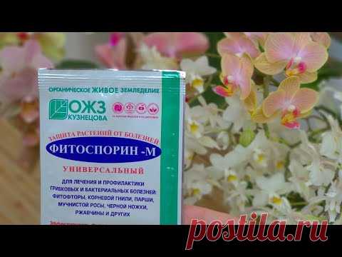 ОТ ФИТОСПОРИНА орхидеи КАЙФУЮТ! орхидеи под ФИТОСПОРИНОМ рвутся врост! орхидеи НЕ УЗНАТЬ ОТ ПОЛЬЗЫ!