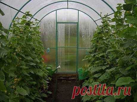 Теплицы из поликарбоната своими руками. / Журнал садовода Alensel / 7dach.ru