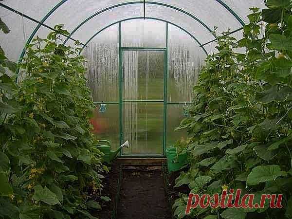 Теплицы из поликарбоната своими руками. / Журнал садовода Alensel / 7dach.ru