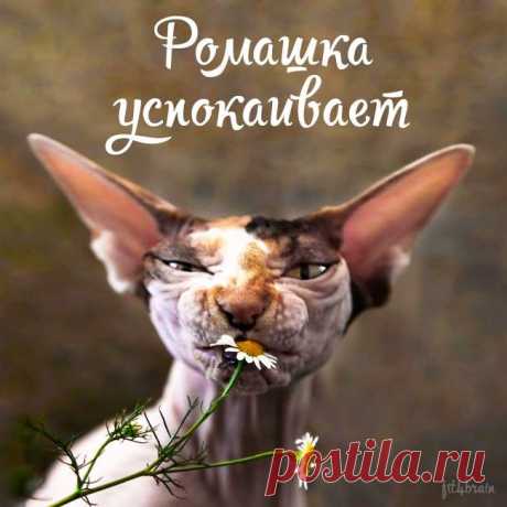 милашка