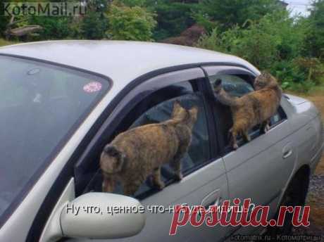 Проверка на предмет тыринга))) | KotoMail.ru